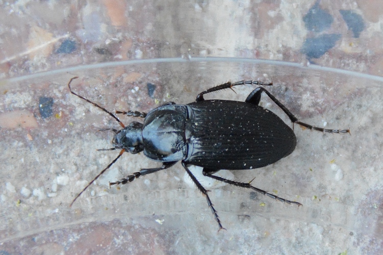 Carabidae: Calathus fuscipes